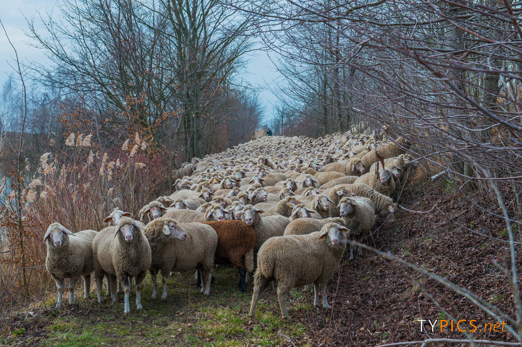 Schafherde am Saale-Elter-Kanal
