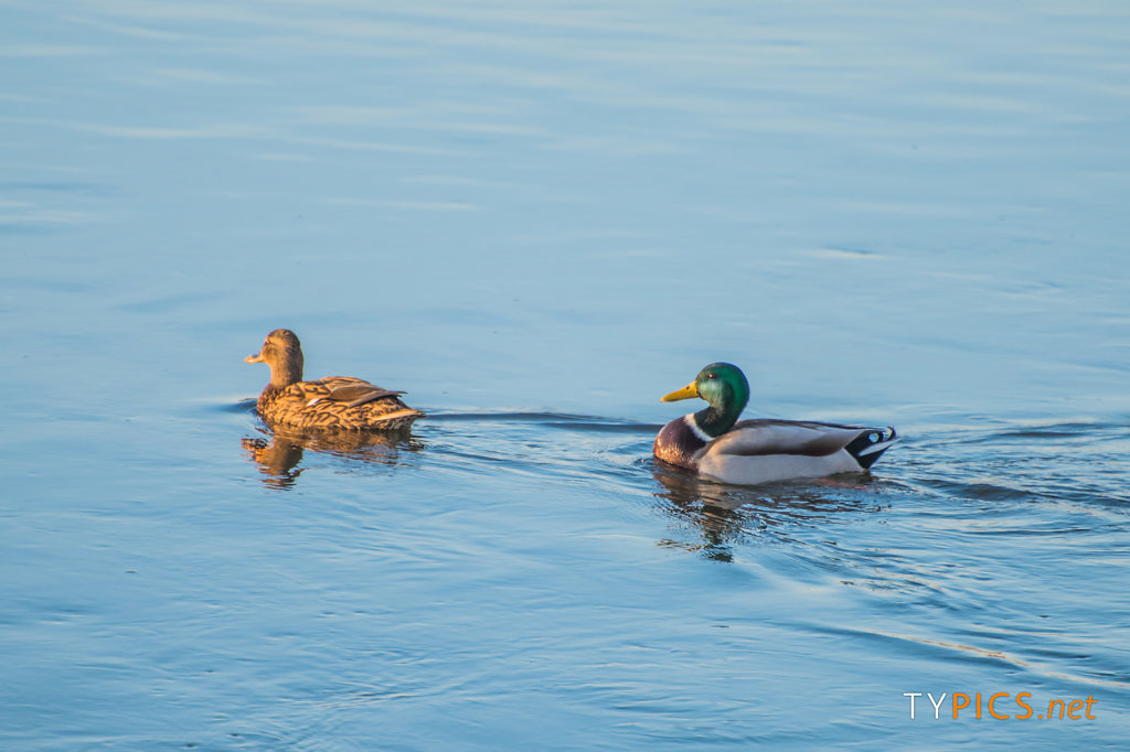 2016-01-09-Winter-Coswig-Elbe-179.jpg