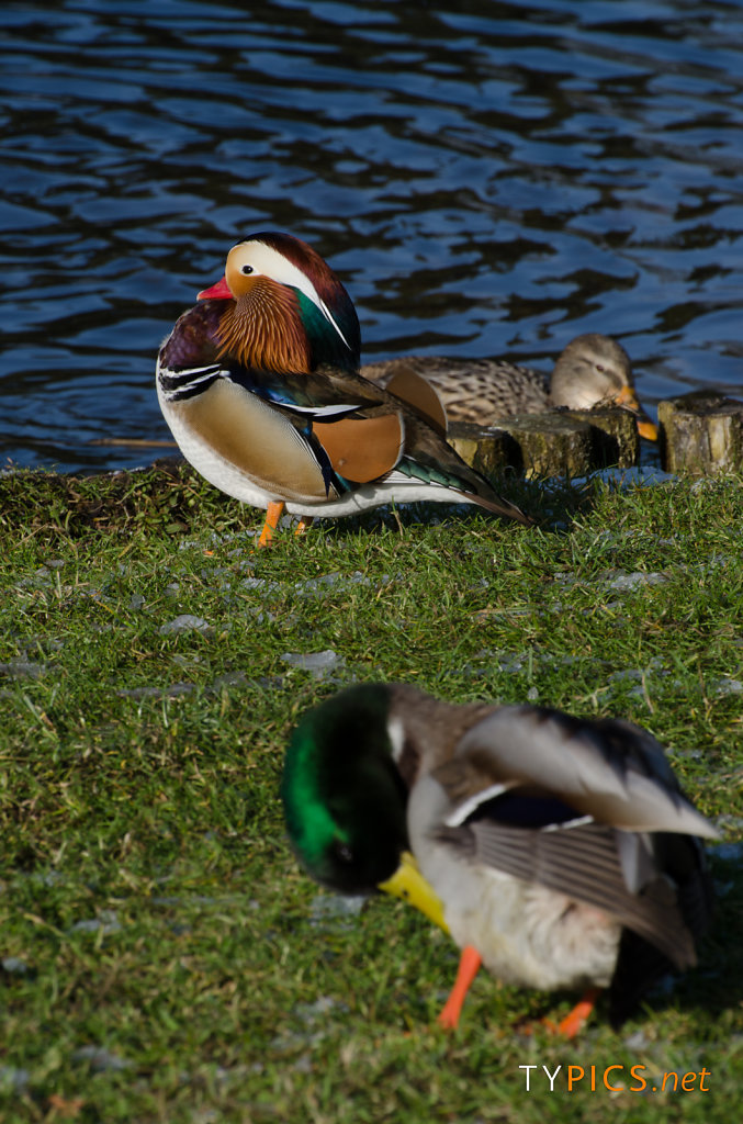 Winteraufnahmen Wörlitzer Park