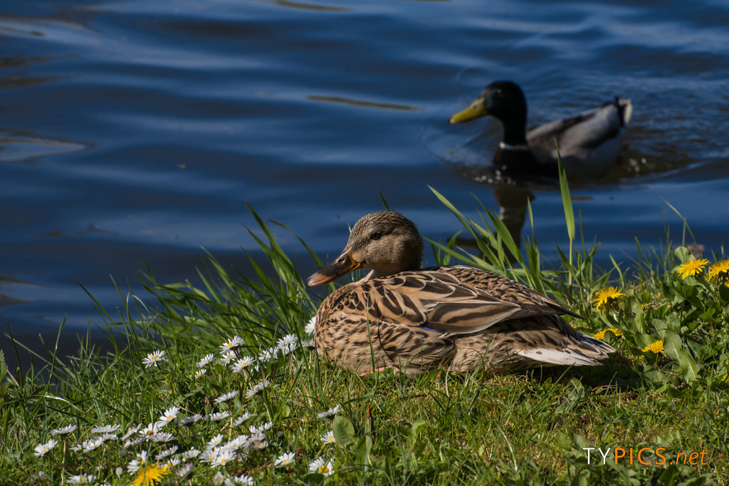 1. Mai 2016 im Wörlitzer Park